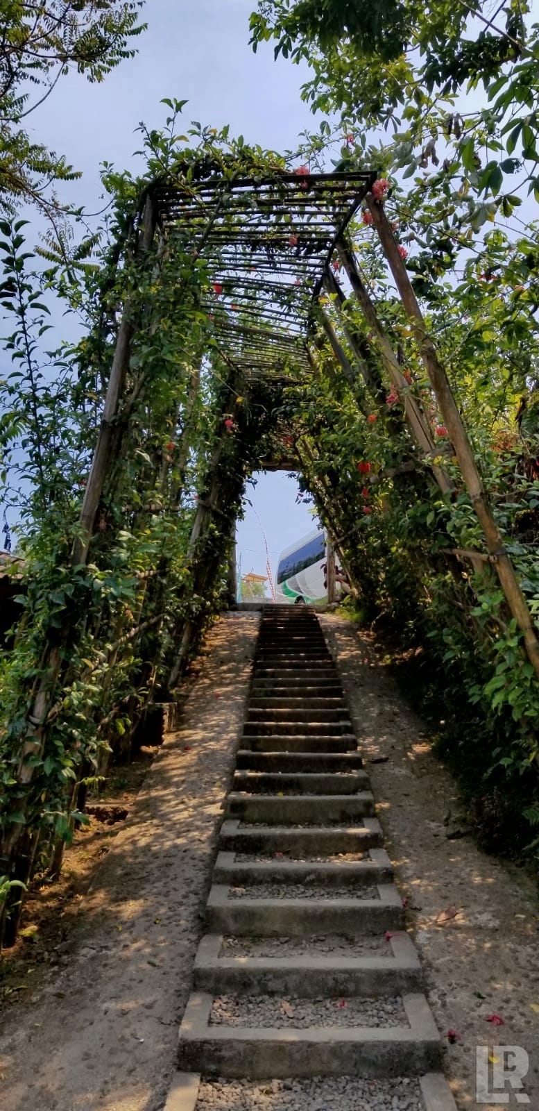 Vine-covered pergola archway over a concrete staircase in a garden