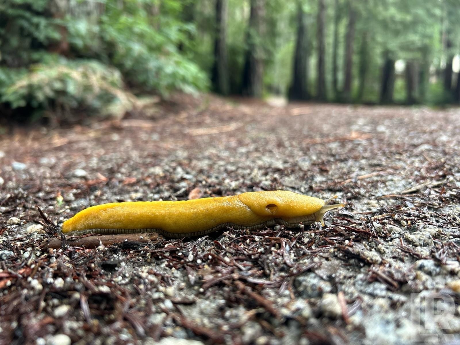 Yellow banana slug on a gravel trail in a forest