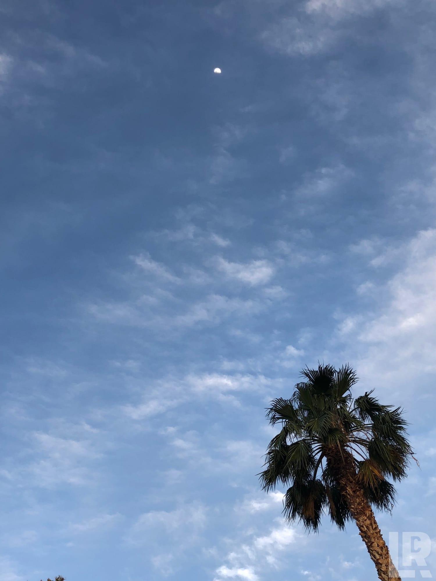 Palm tree against a blue cloudy sky with a half moon