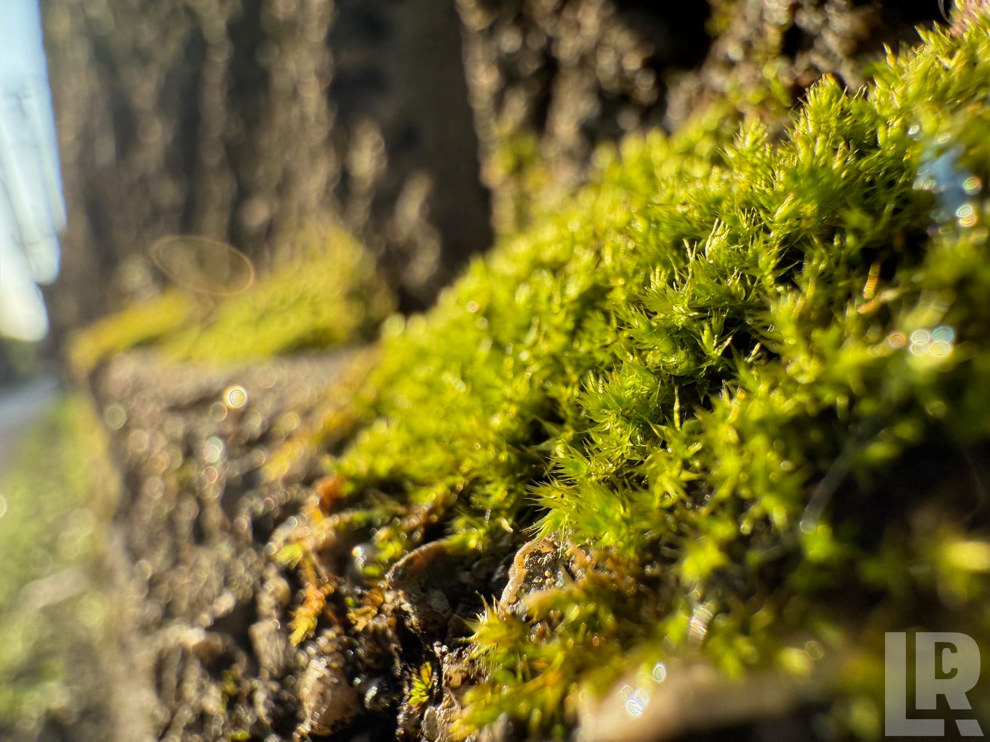 Bright green moss growing on tree bark in sunlight