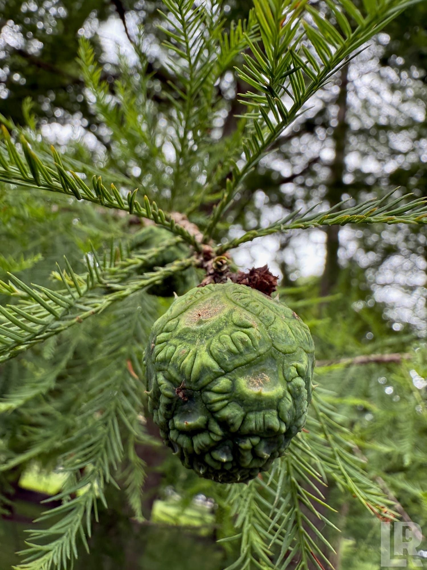 Green round conifer cone on a branch with fine green needles