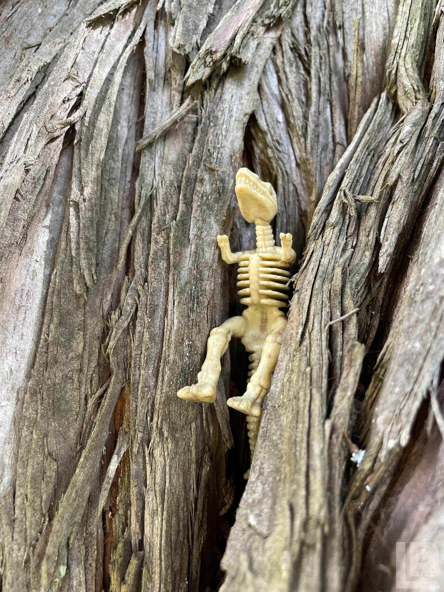 Plastic reptile skeleton toy placed in a crack in tree bark