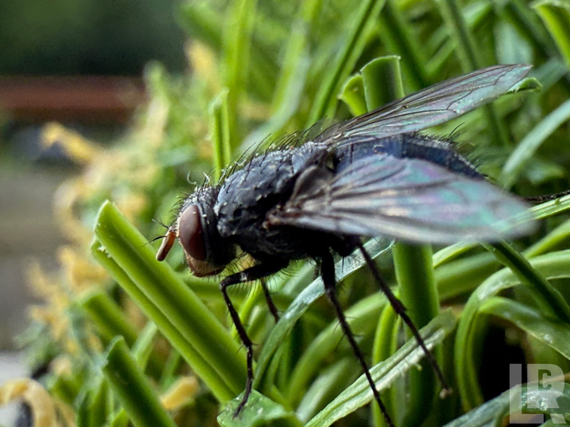 Macro shot of a black fly with red eyes and iridescent wings perched on green rosemary