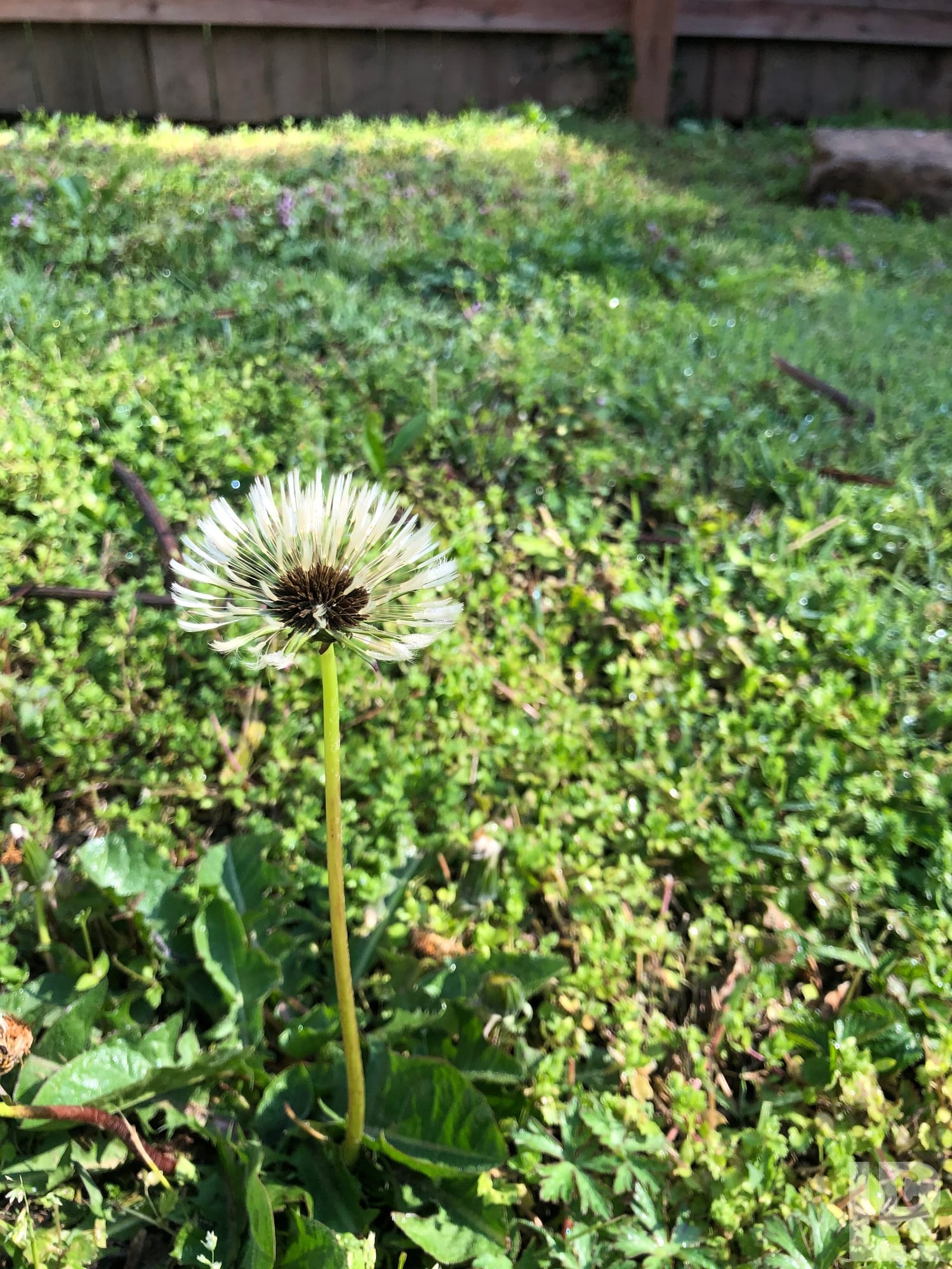 Bare dandelion seedhead in a green backyard garden