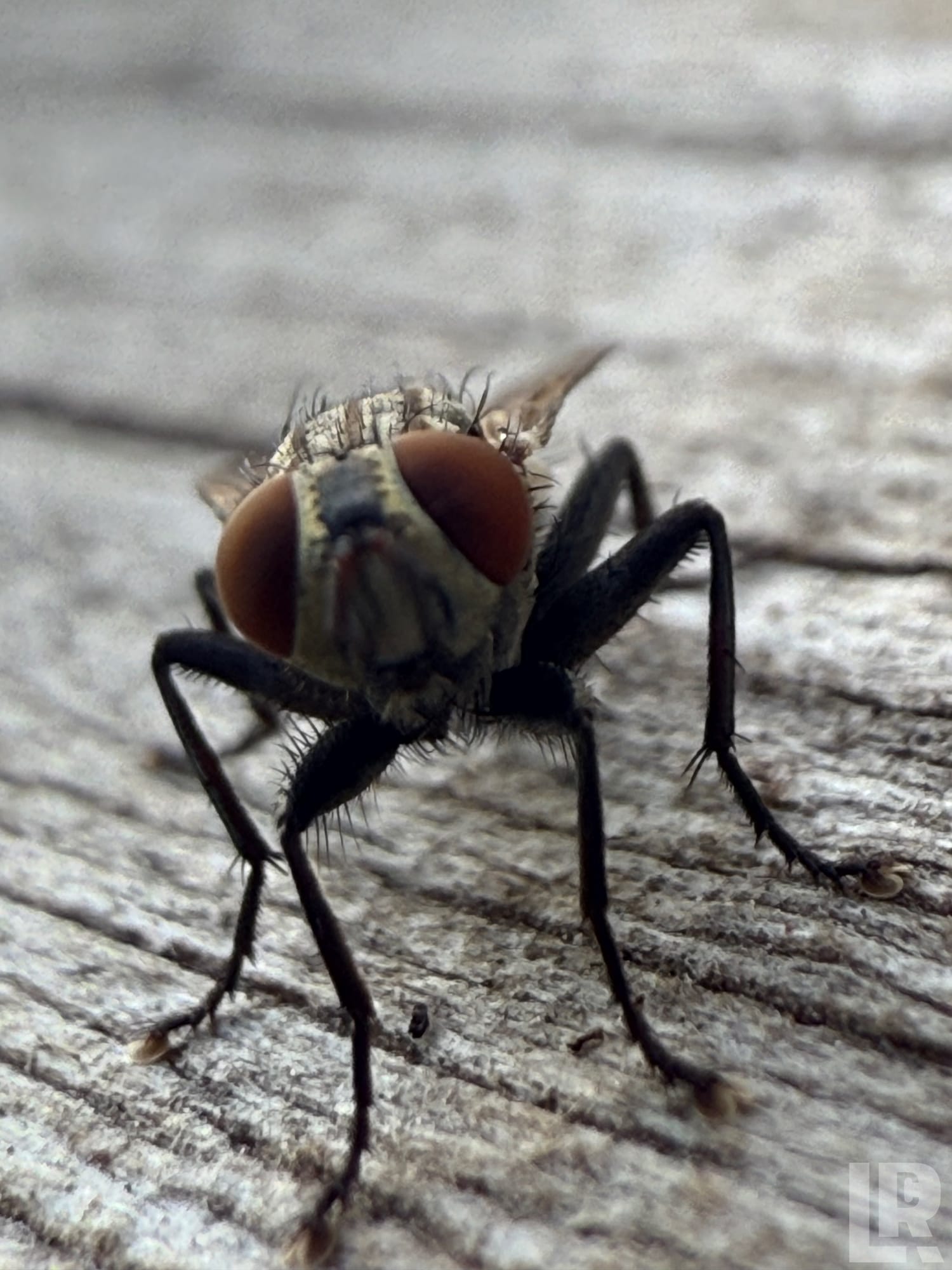 Extreme macro close-up of a house fly on weathered wood