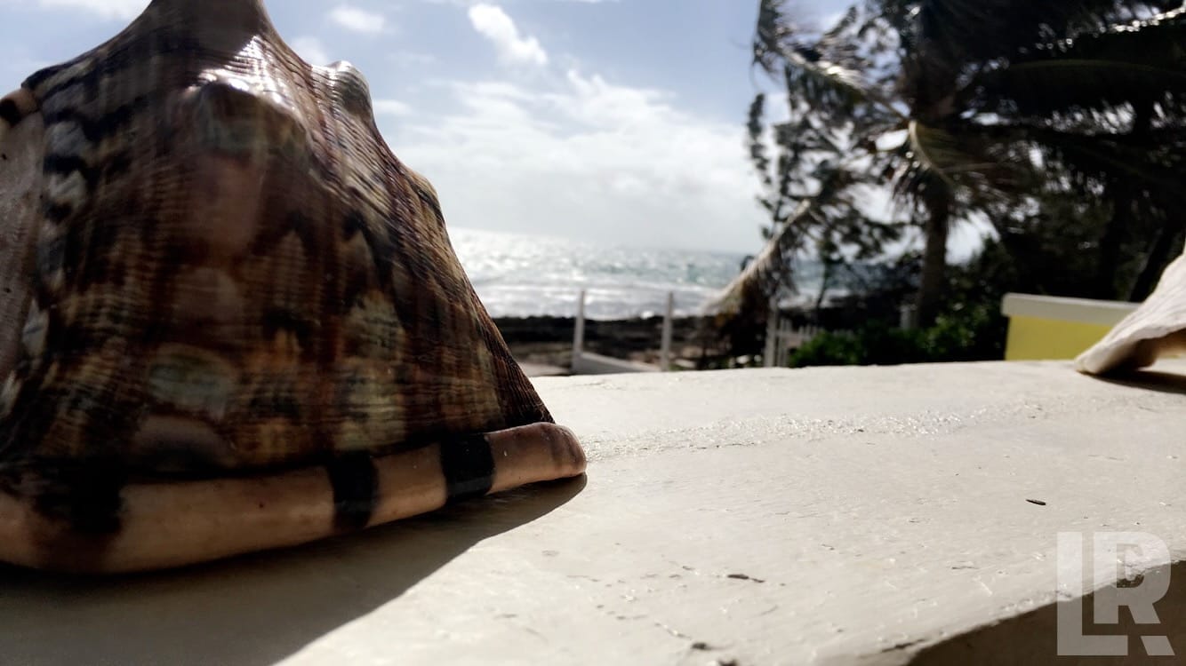Close-up of a conch shell on a concrete surface with the ocean in the background