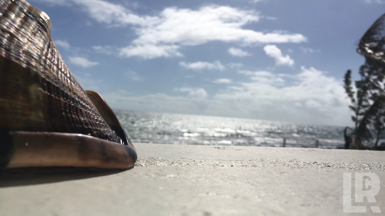 Snakeskin sandal on concrete with ocean and blue sky in background
