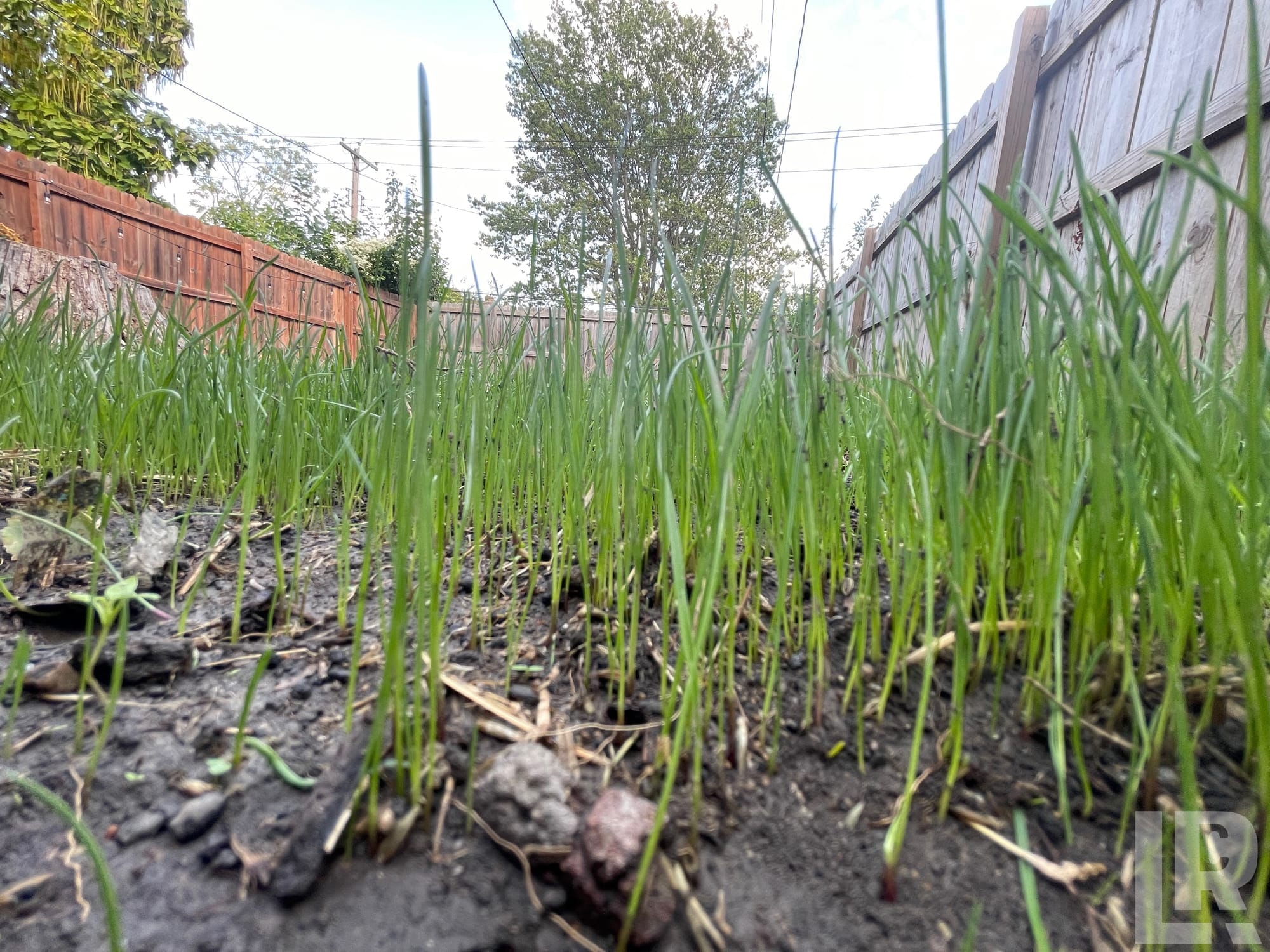 New grass seedlings emerging from bare soil between two wooden fences in a backyard
