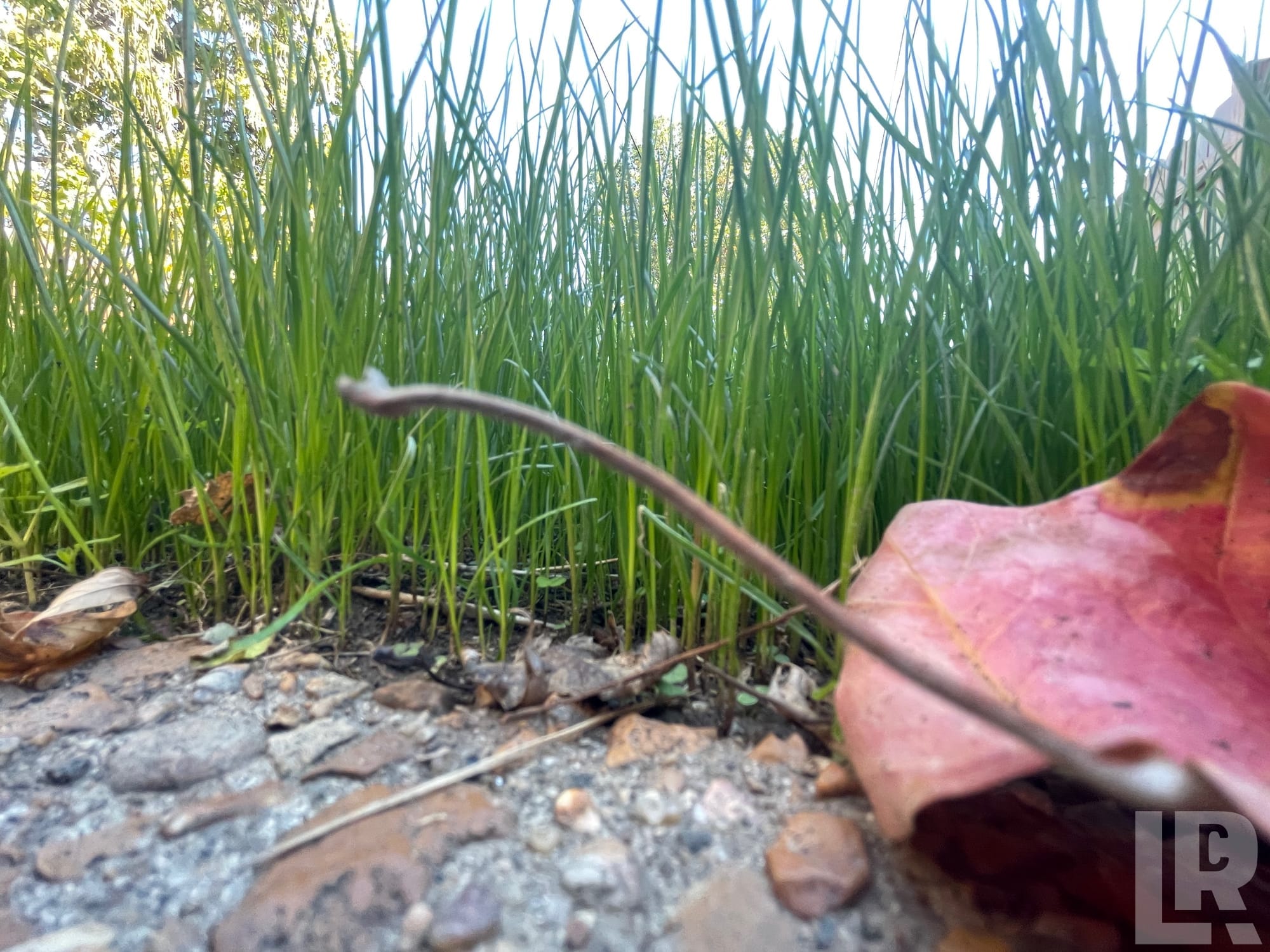 Close-up ground-level view of tall green grass blades with a red fallen leaf in the foreground