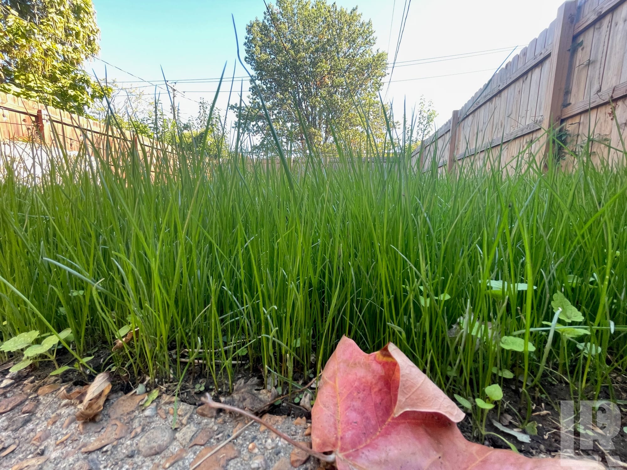 Ground-level view of tall green grass in a fenced backyard with a fallen autumn leaf in the foreground