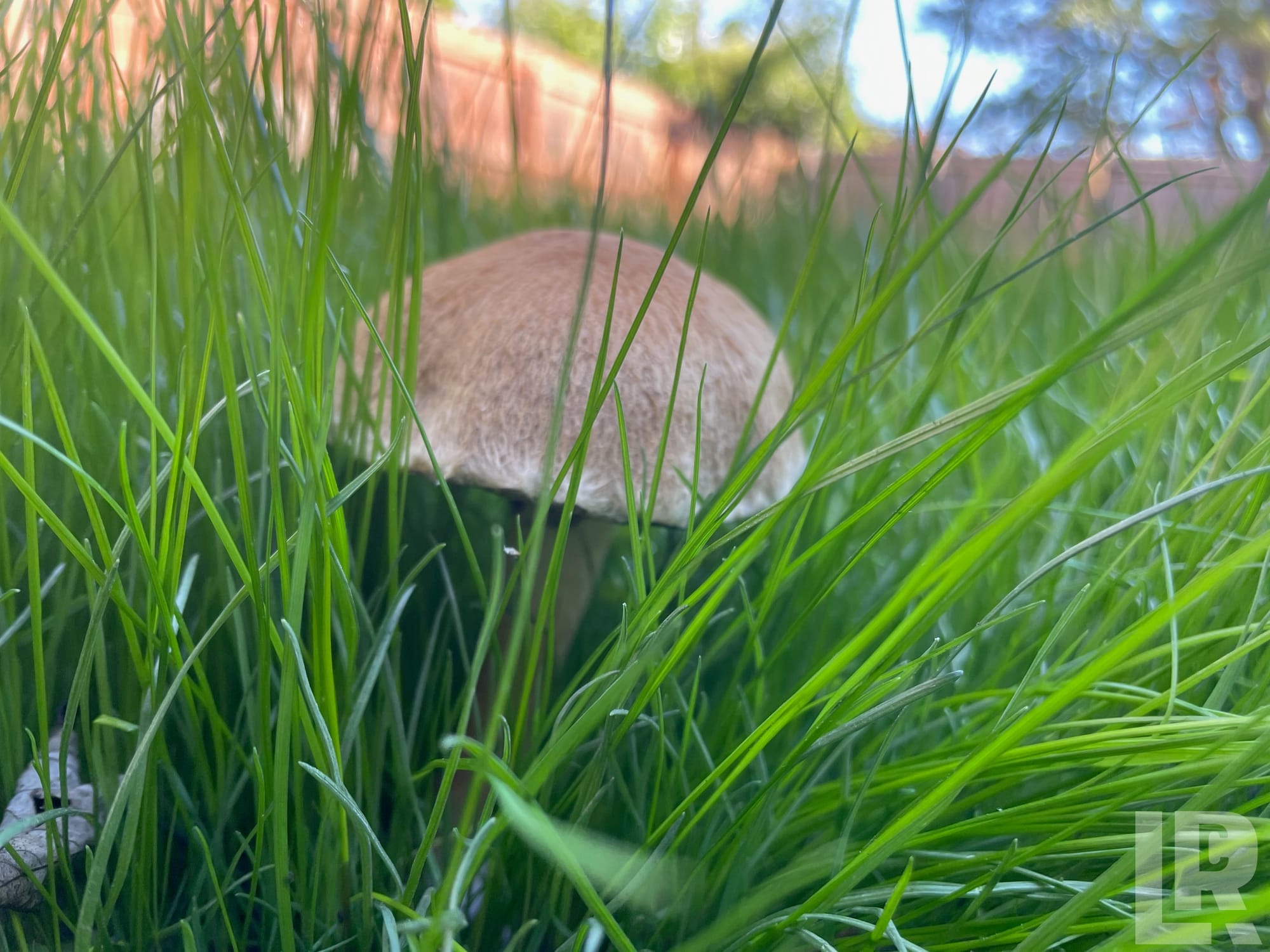Close-up ground-level view of a brown mushroom surrounded by lush green grass blades