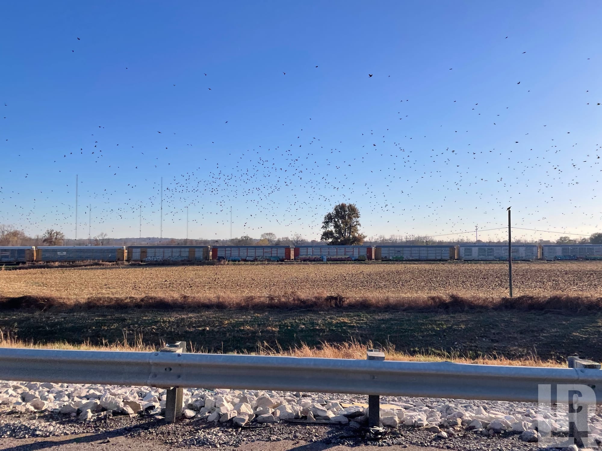 Thousands of birds swarming in the sky above a rural field with a freight train and road guardrail
