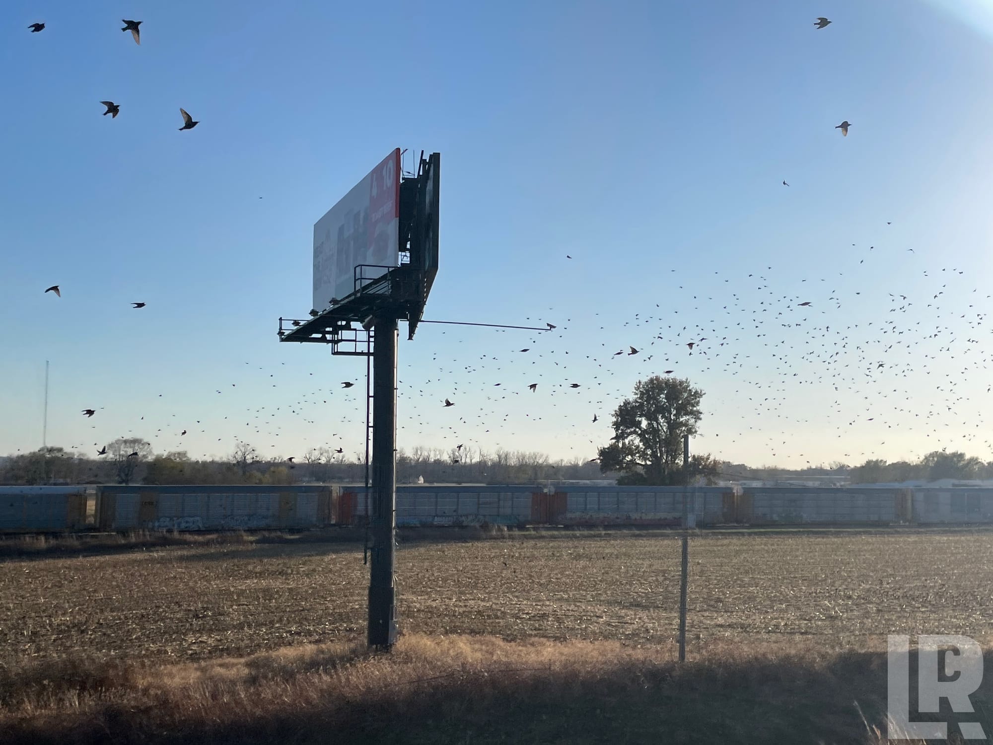Flock of birds flying over a billboard and railroad freight cars in a flat open field