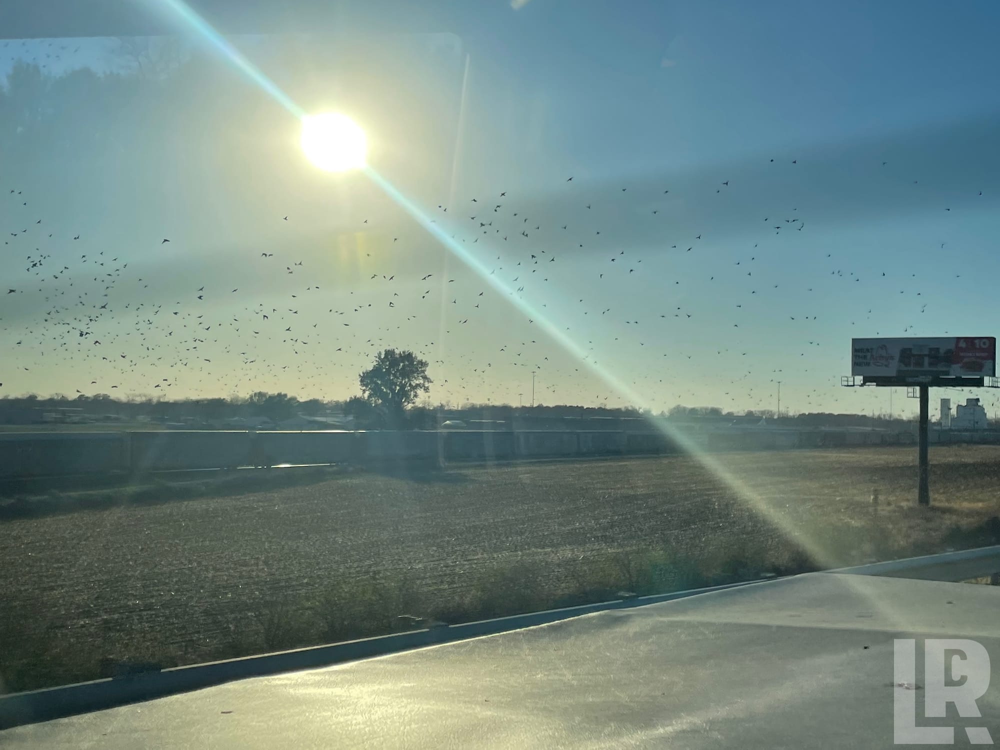 Thousands of birds flying over flat farmland next to a highway on a sunny day