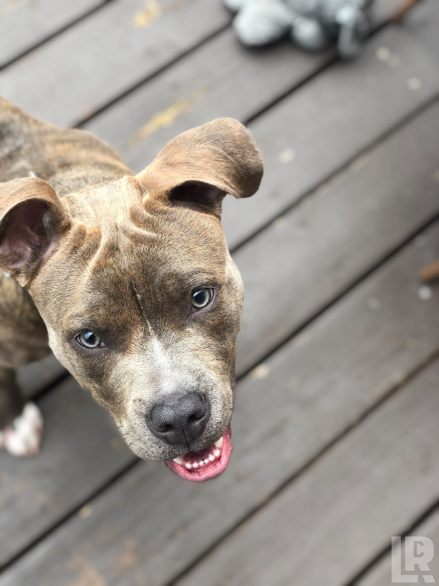 Smiling brindle pit bull puppy looking up from a wooden deck