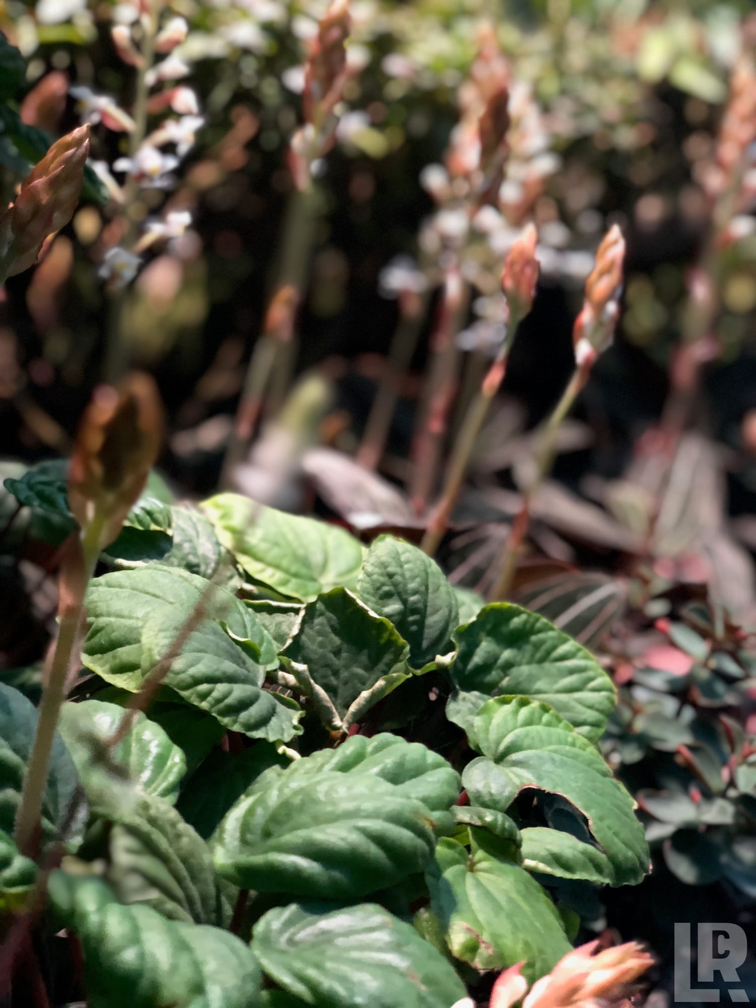 Close-up of dark green leaves with emerging pink flower buds on tall stems