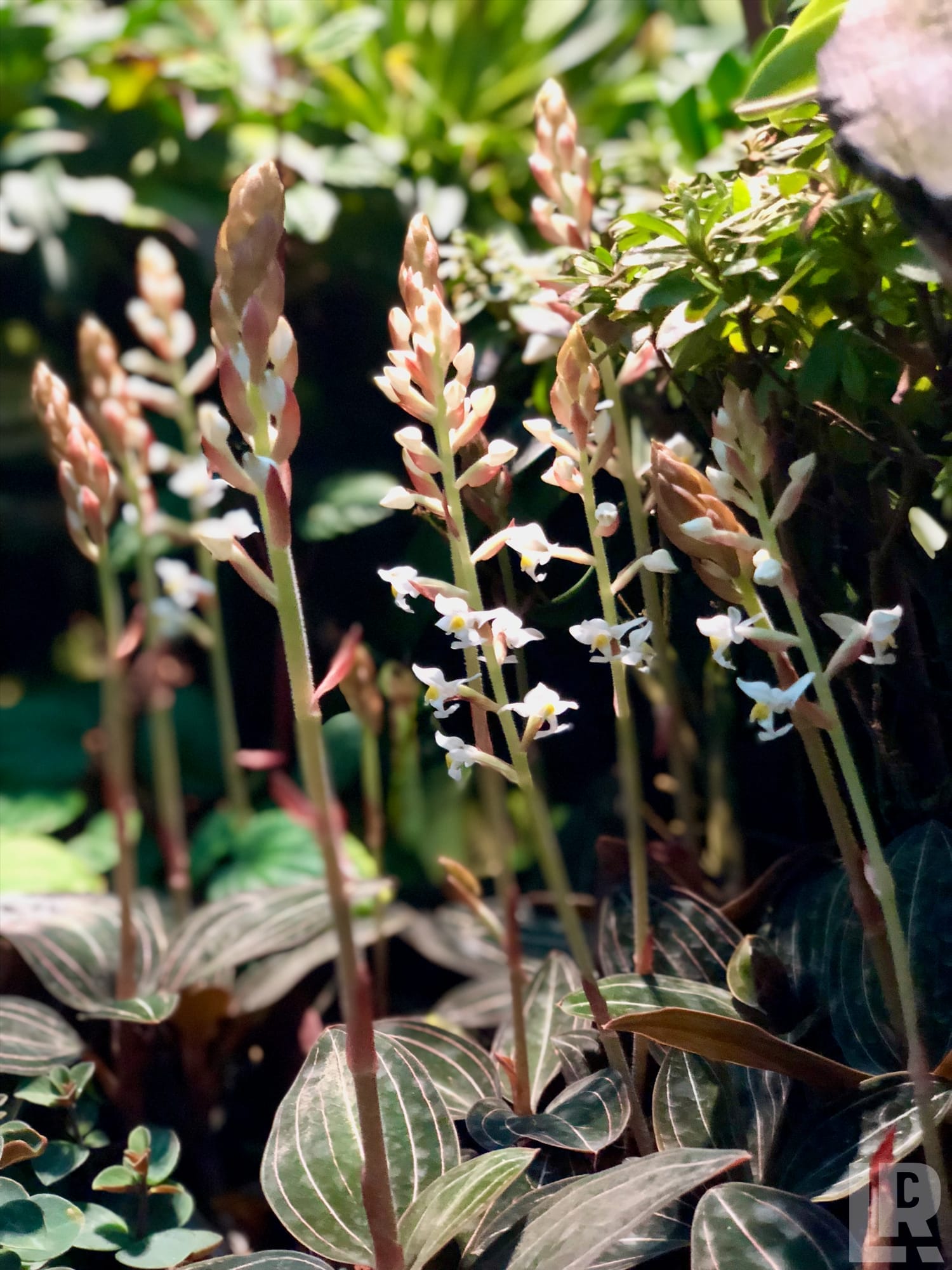 Jewel orchid plants with white flower spikes and dark patterned leaves