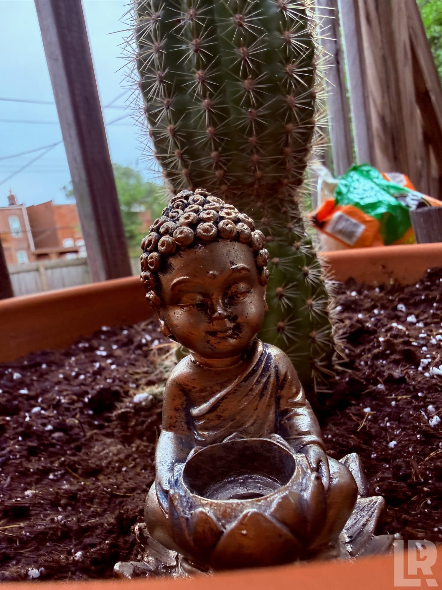 Small bronze baby Buddha statue with lotus candle holder placed in a planter beside a large cactus