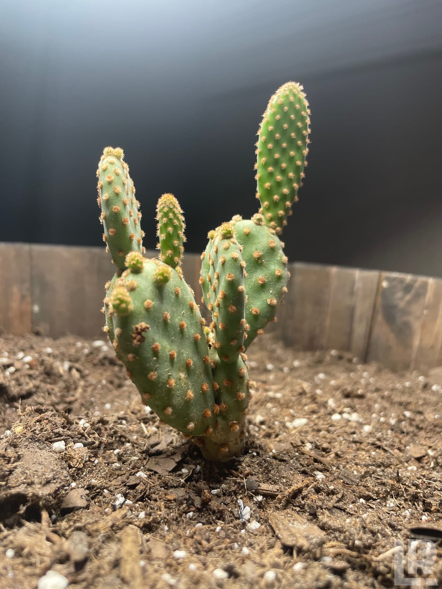 Small multi-stemmed Opuntia cactus with spiny pads planted in sandy soil