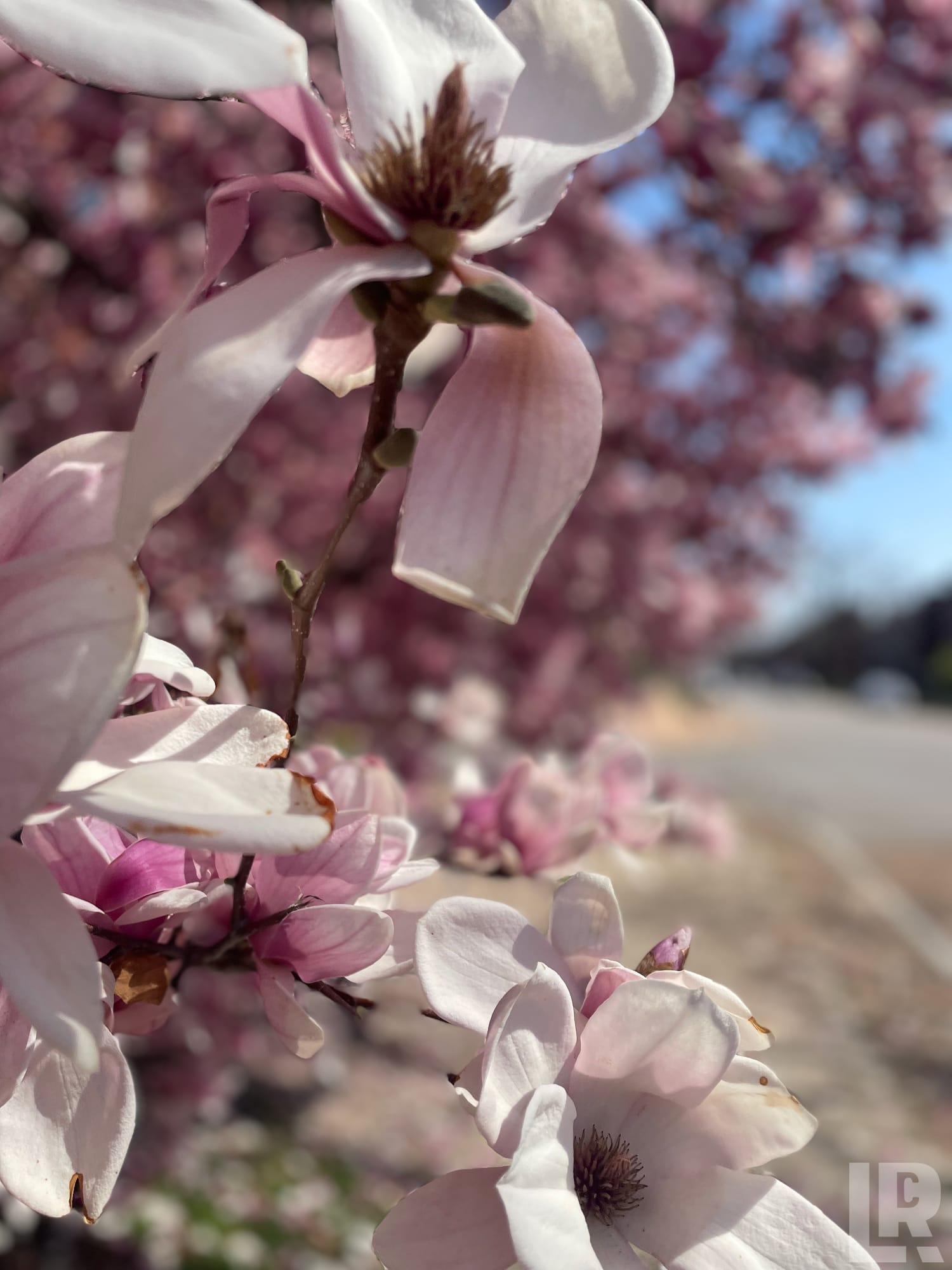 Close-up of light pink magnolia flowers and buds on a branch in spring sunlight
