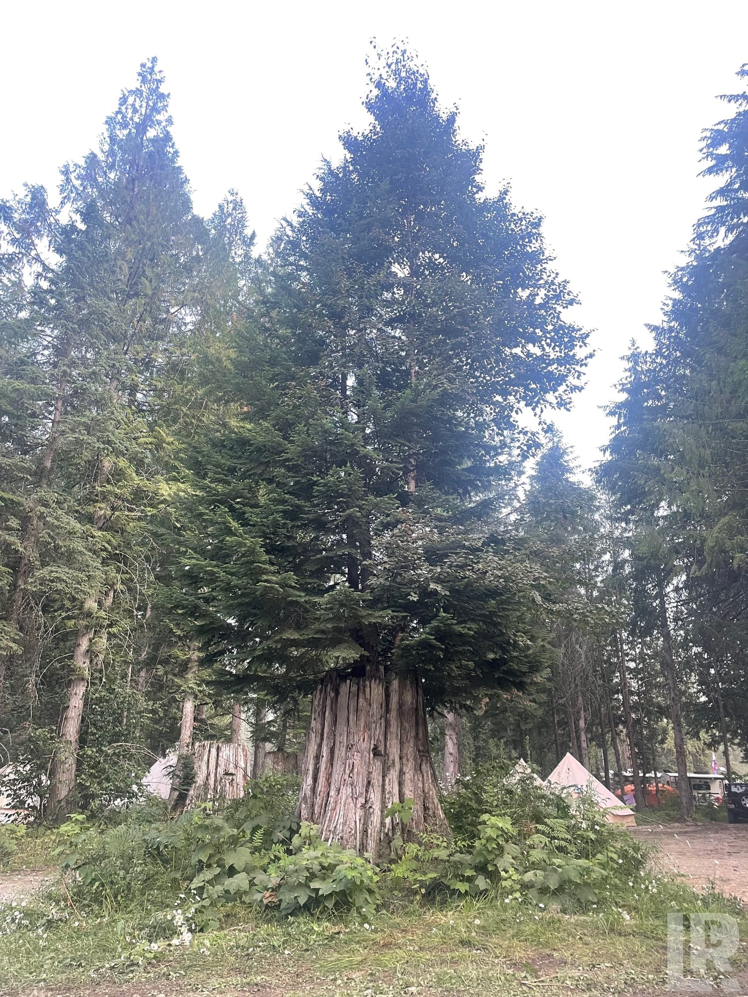 Giant old-growth cedar tree with thick fibrous bark towering over a forested campground