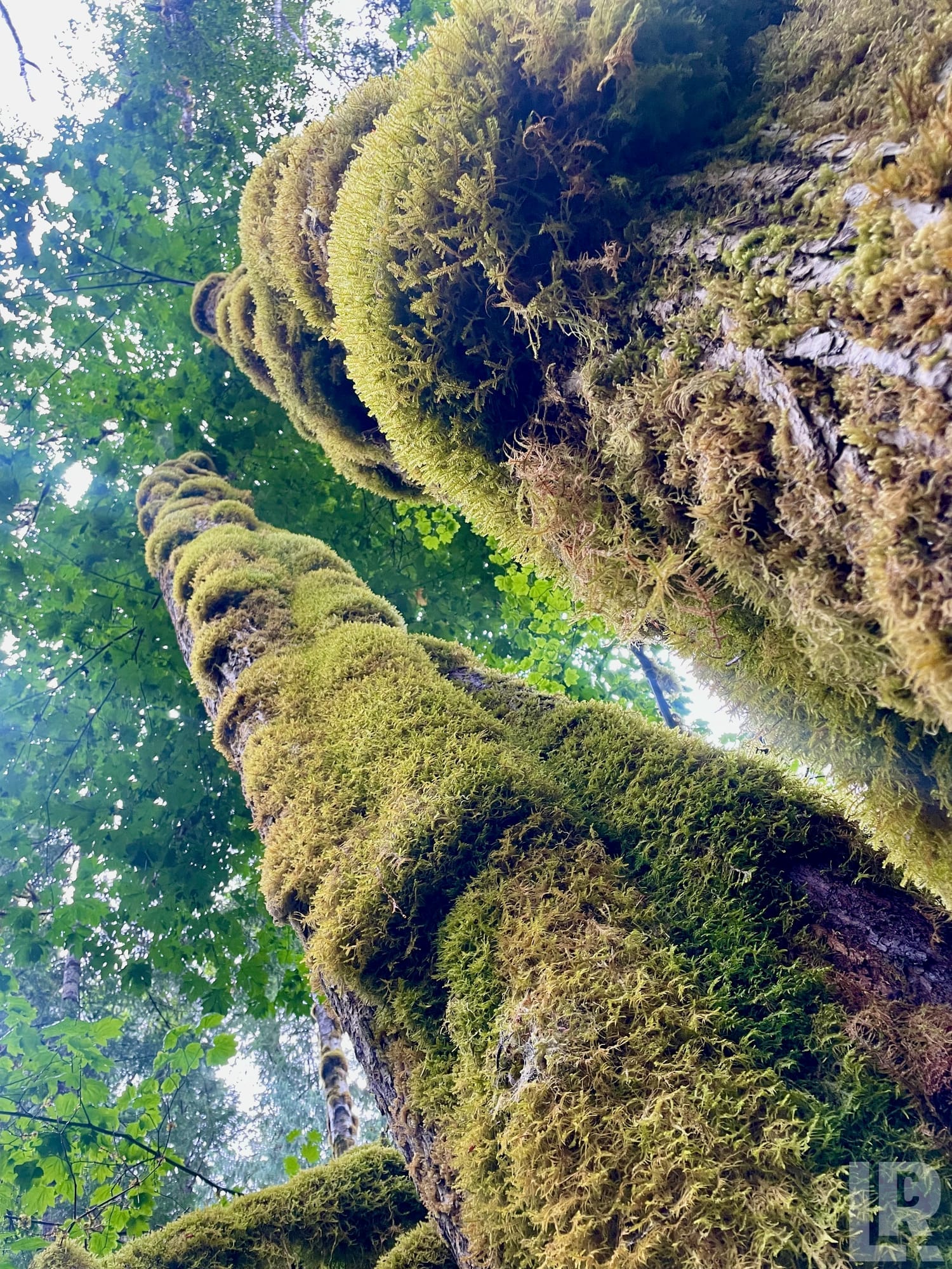 Upward view of a large tree trunk densely covered in green moss and ferns in a temperate forest