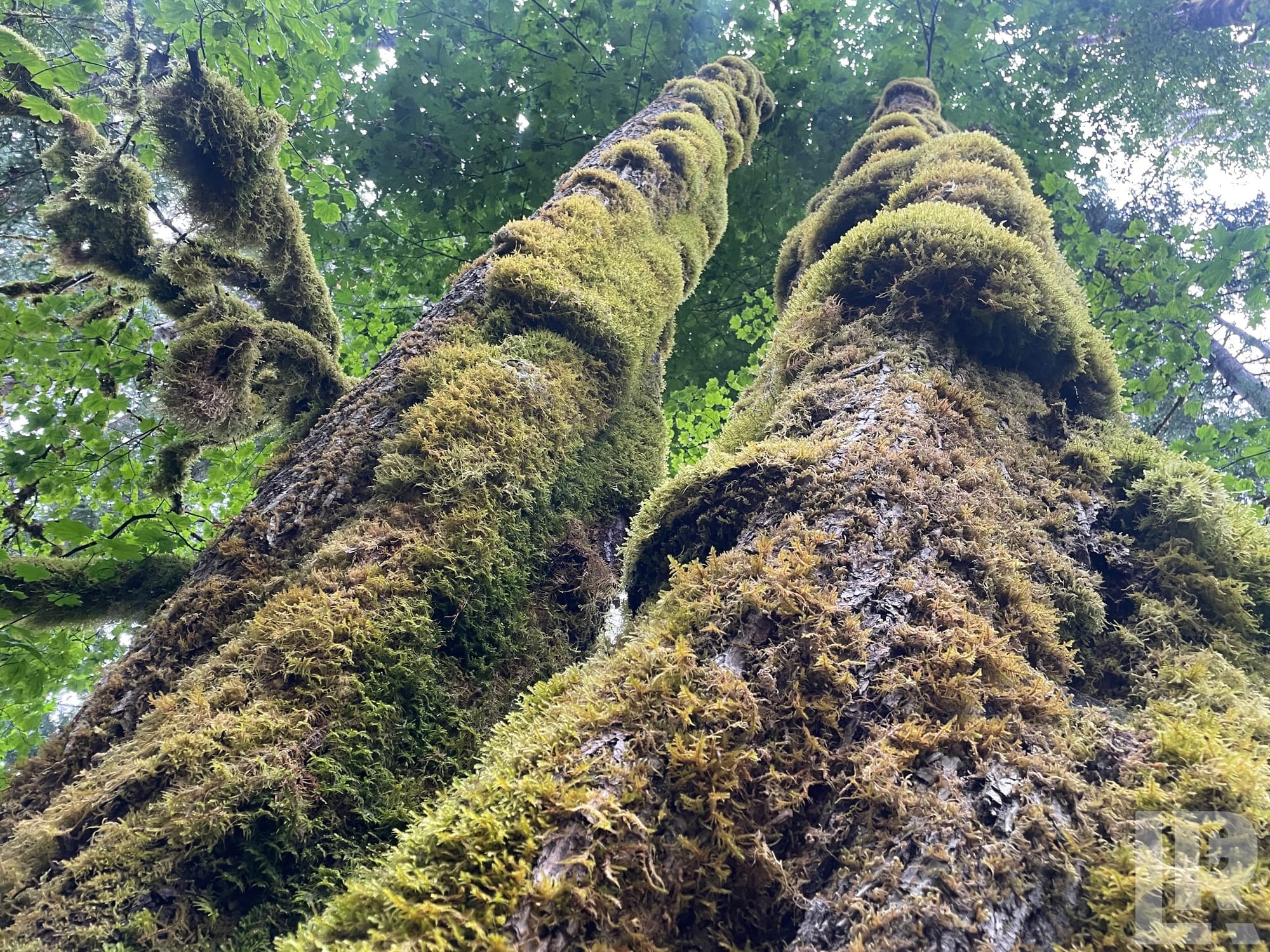 Looking up two large moss-covered tree trunks toward a green forest canopy
