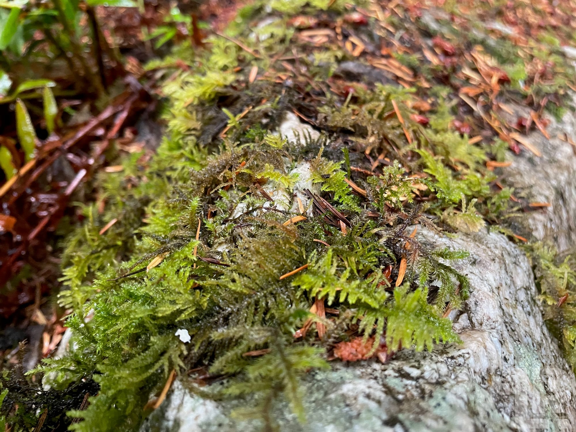Close-up of green moss and tiny plants on a gray rock with pine needles