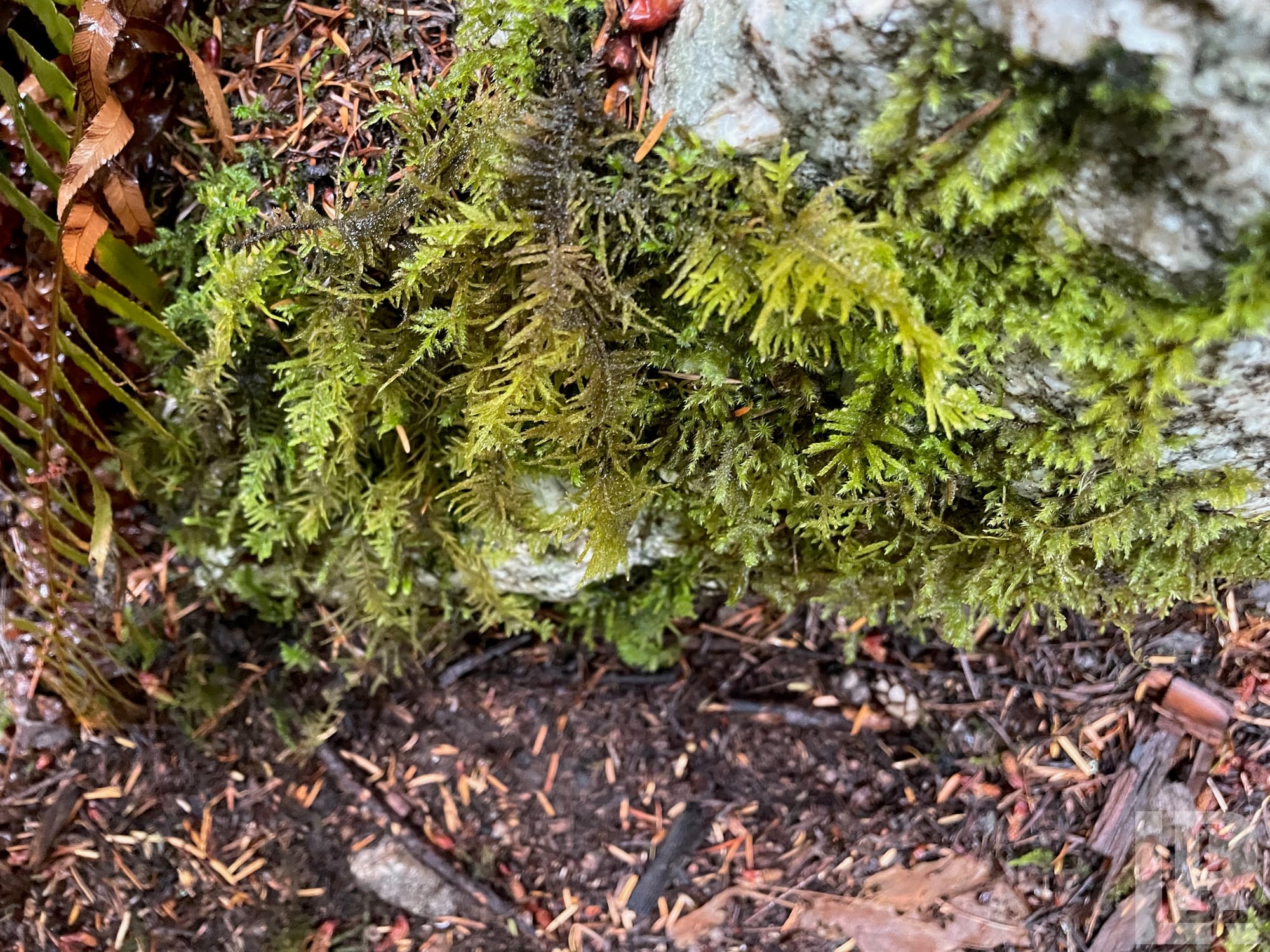 Close-up of bright green feathery moss covering a rock in a forest setting