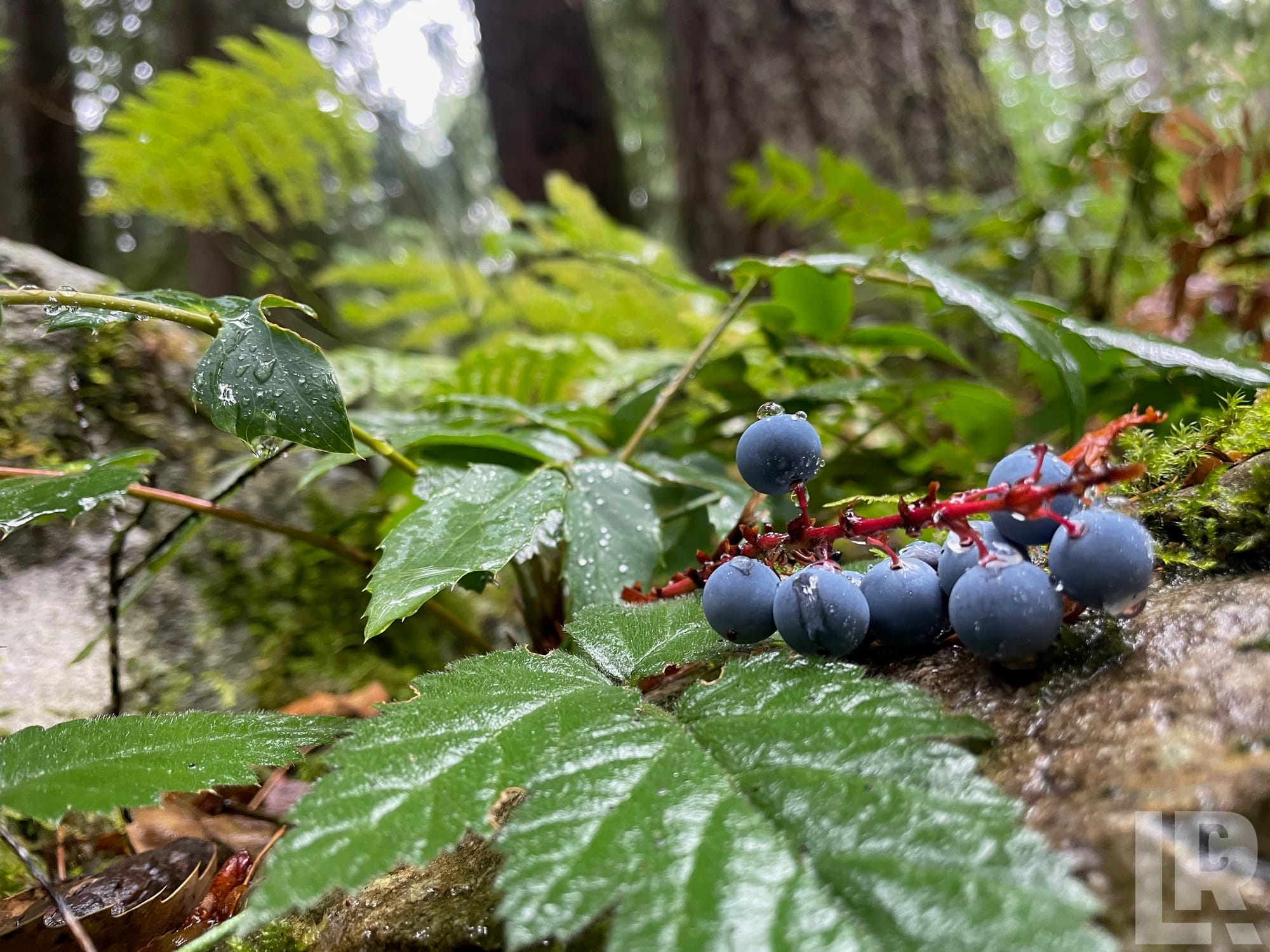 Wet wild blue berries on red stems lying on a mossy rock in a rainy forest