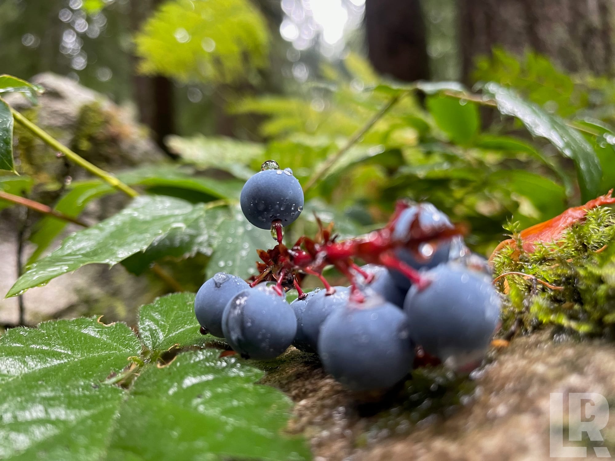 Close-up of wet wild blue berries with red stems on a mossy forest rock