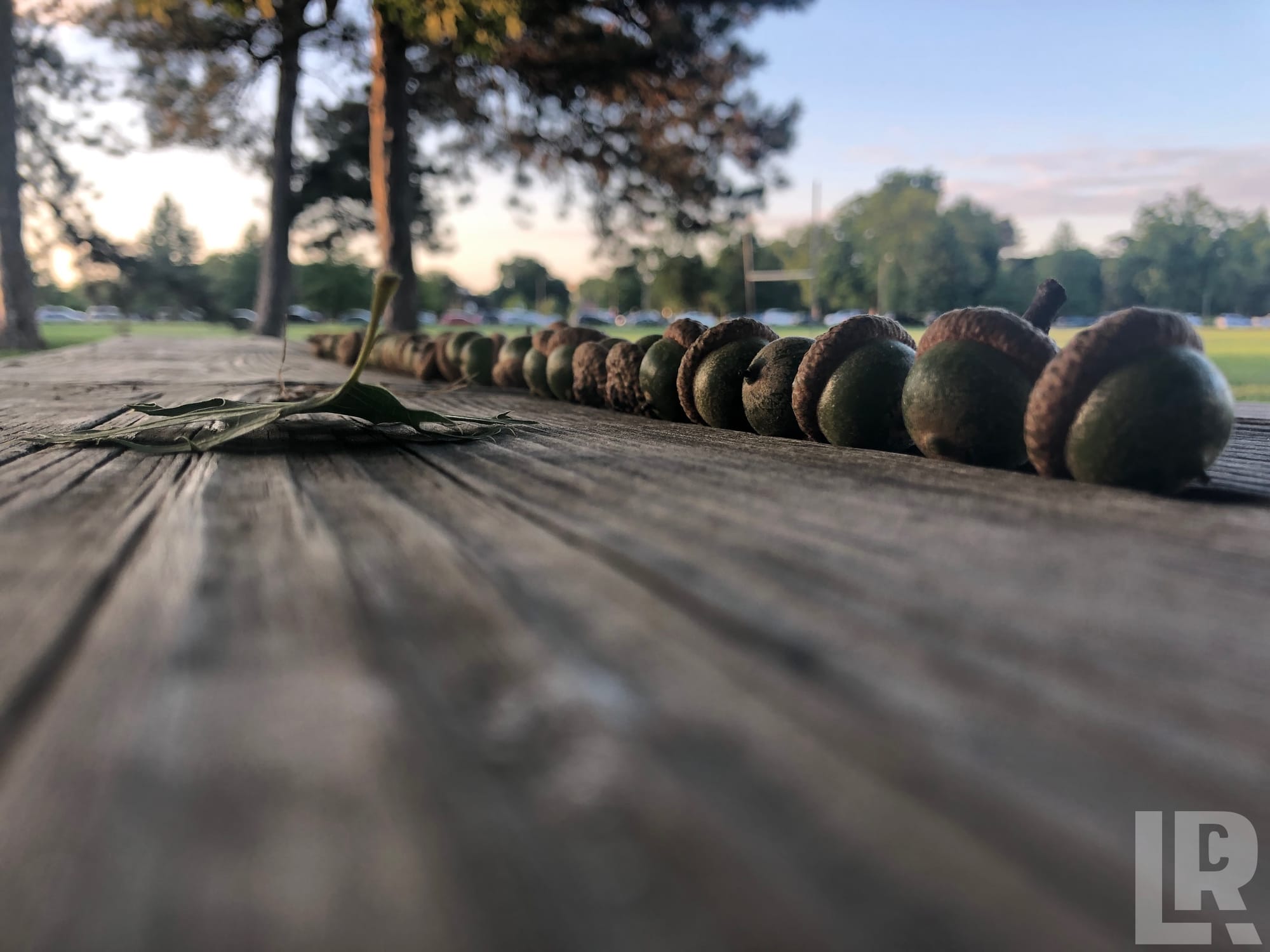Acorns lined up in a row on a weathered wooden table in a park