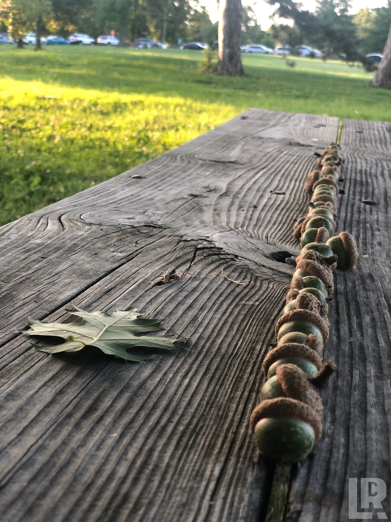 Green acorns lined up along the crack of an old wooden picnic table in a sunny park