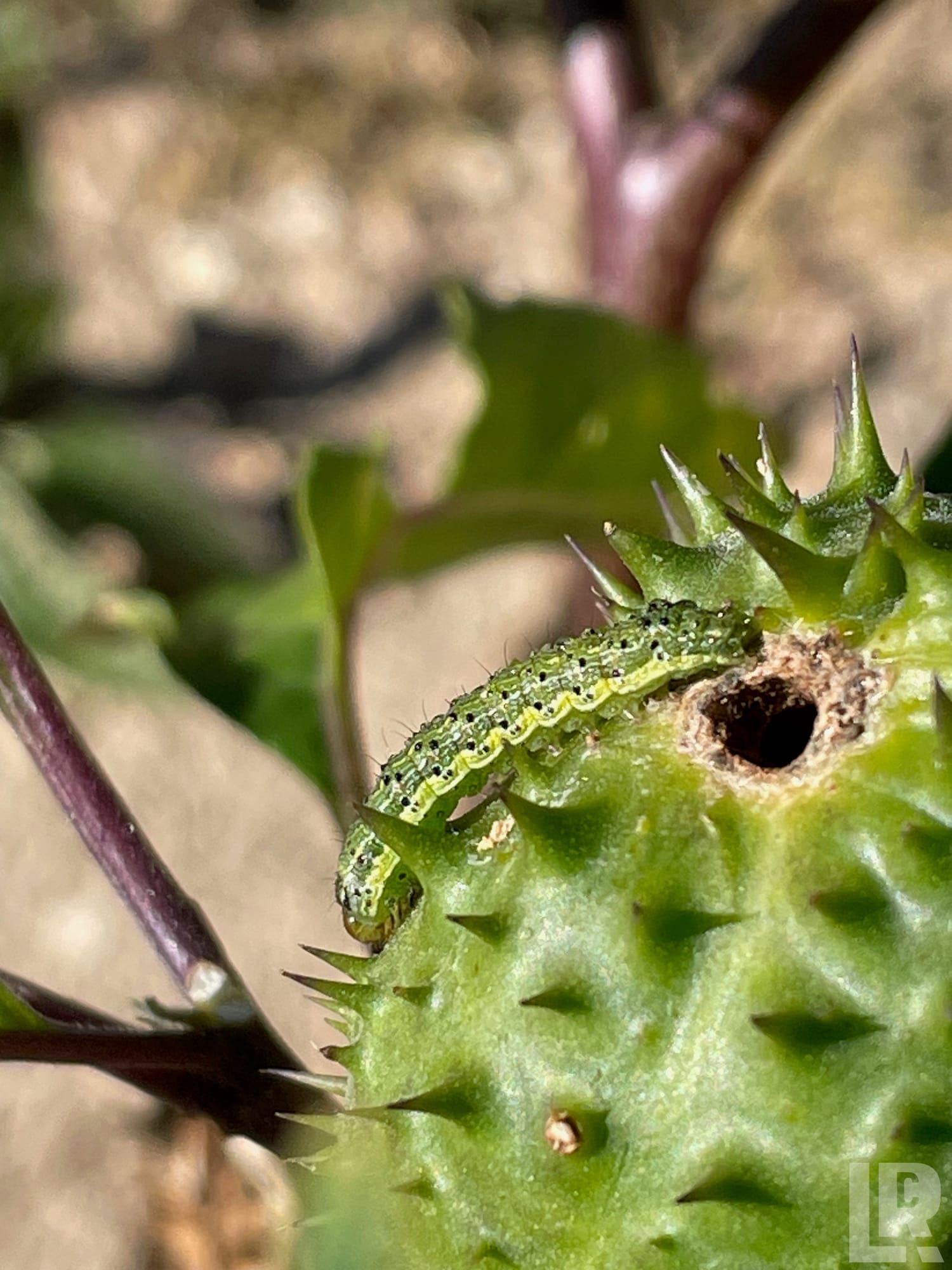 Green caterpillar on a spiky green seed pod with a chewed hole