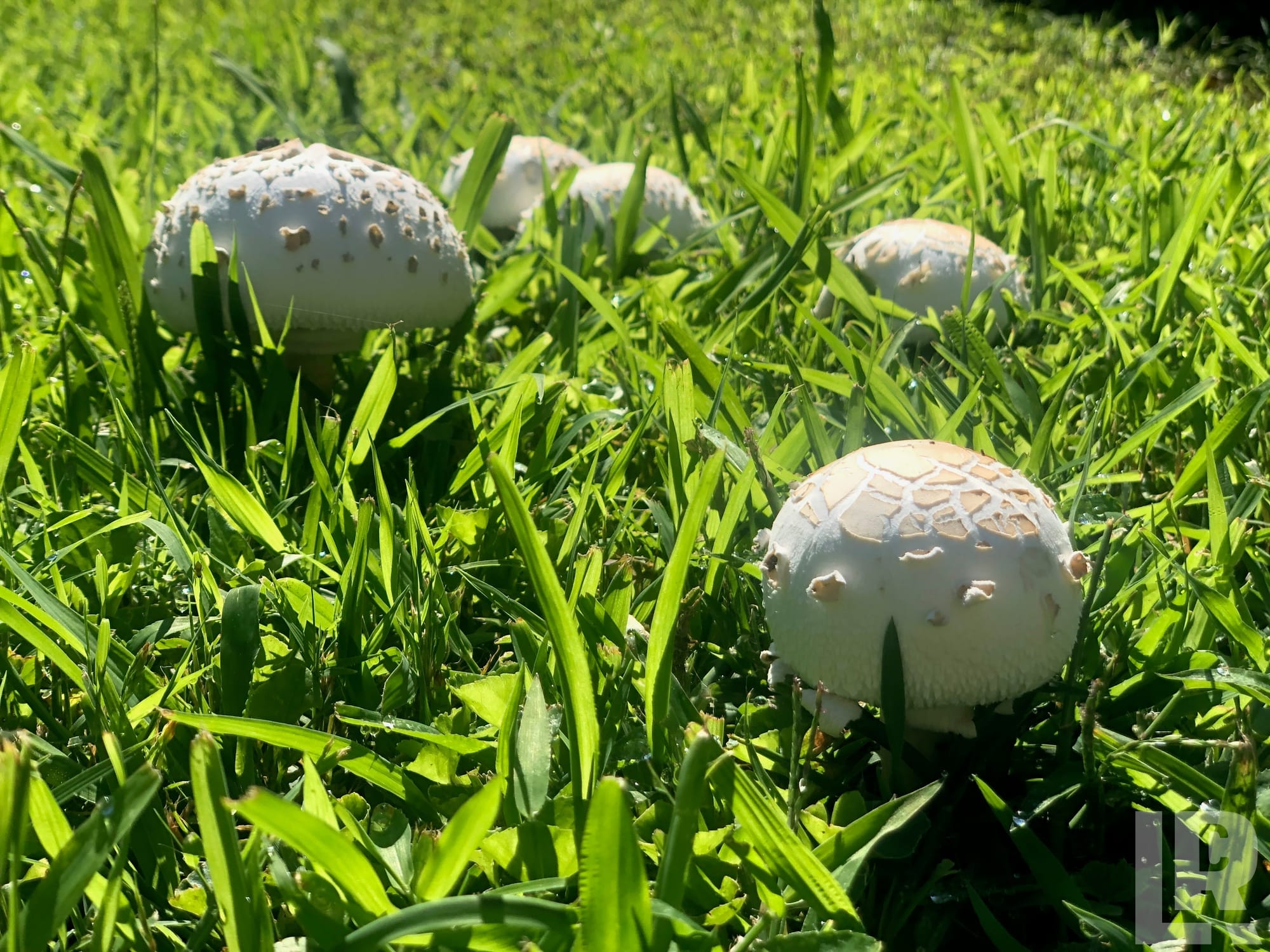 White scaly mushrooms growing in green lawn grass