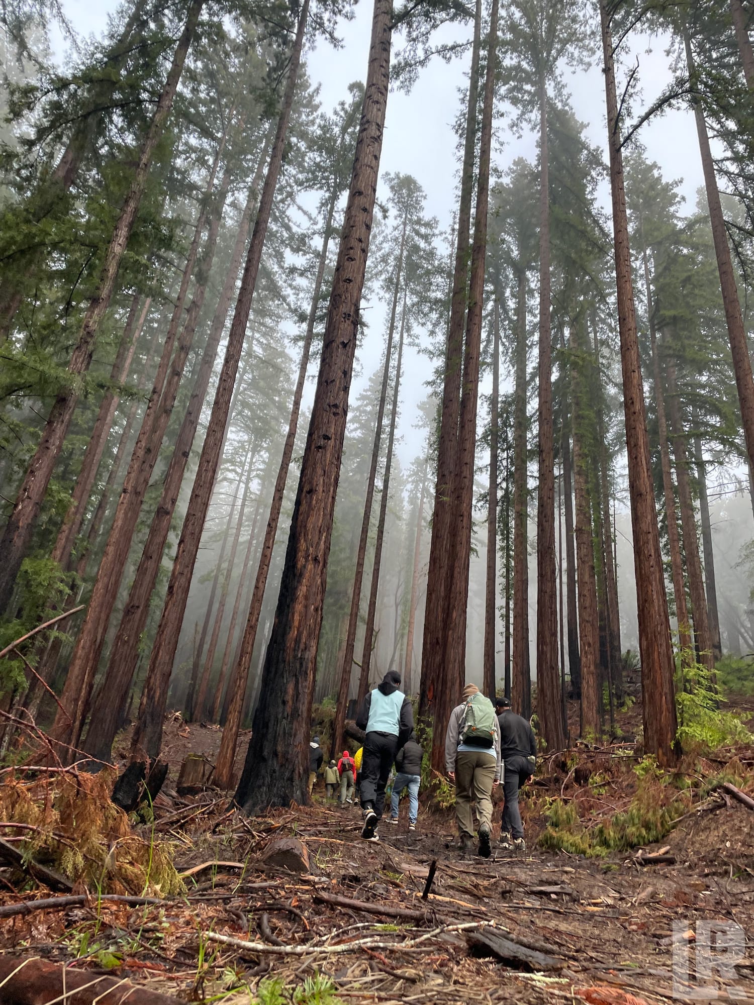 Group of people hiking uphill through a foggy redwood forest