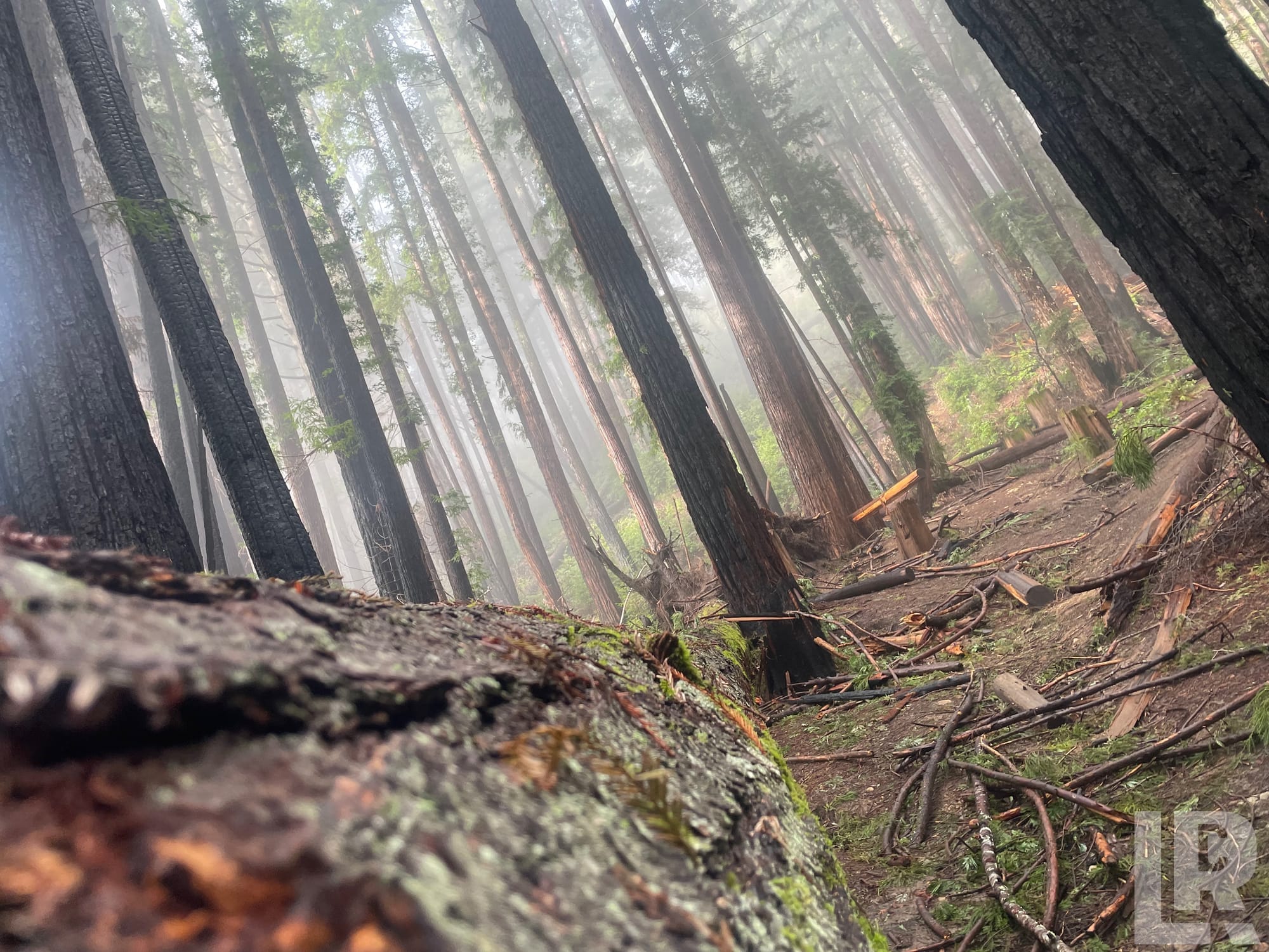 Misty forest with tall conifers, fallen logs, and diffused sunlight through fog