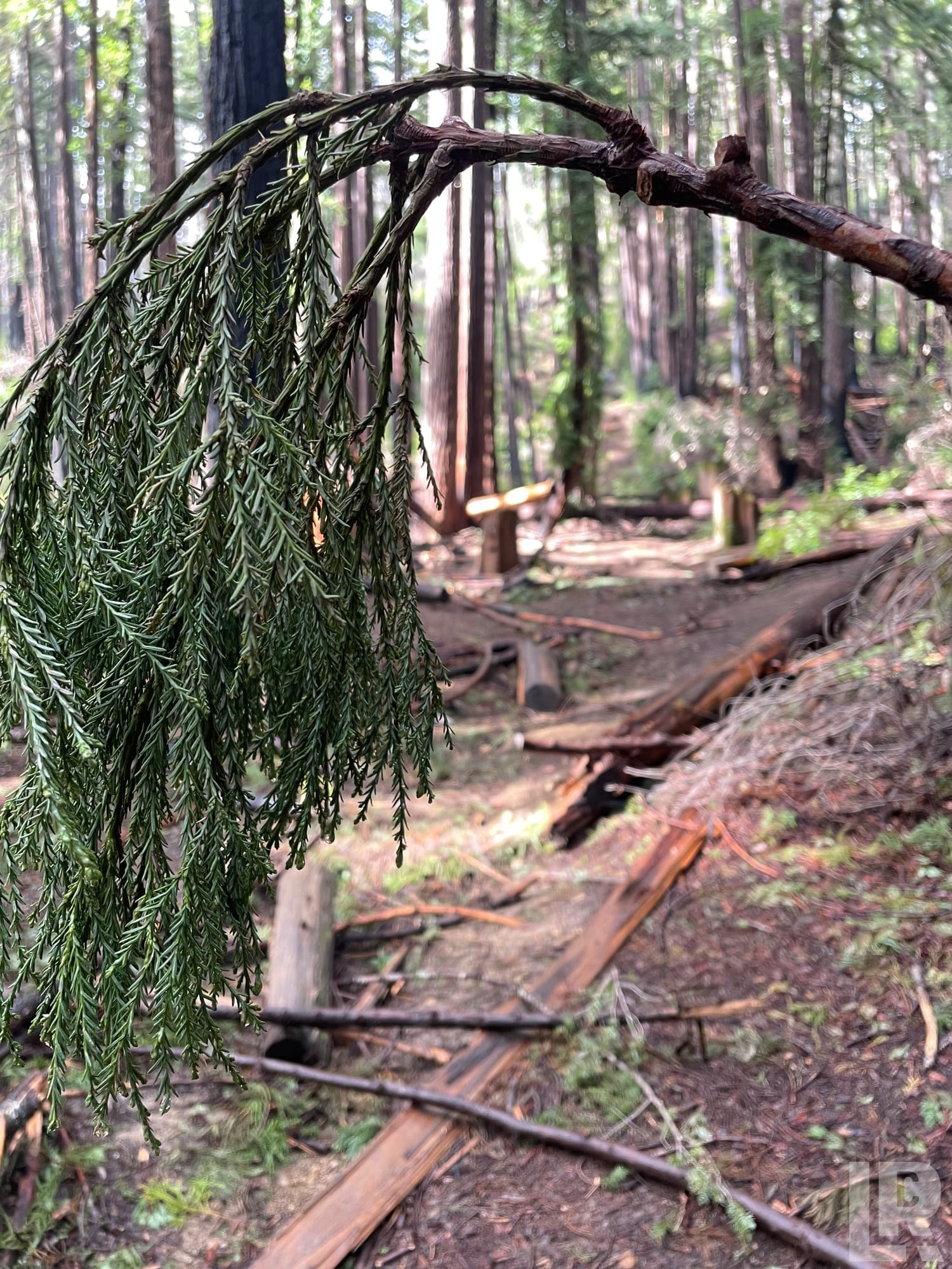 Drooping conifer branch over a debris-strewn forest trail with tall trees in the background