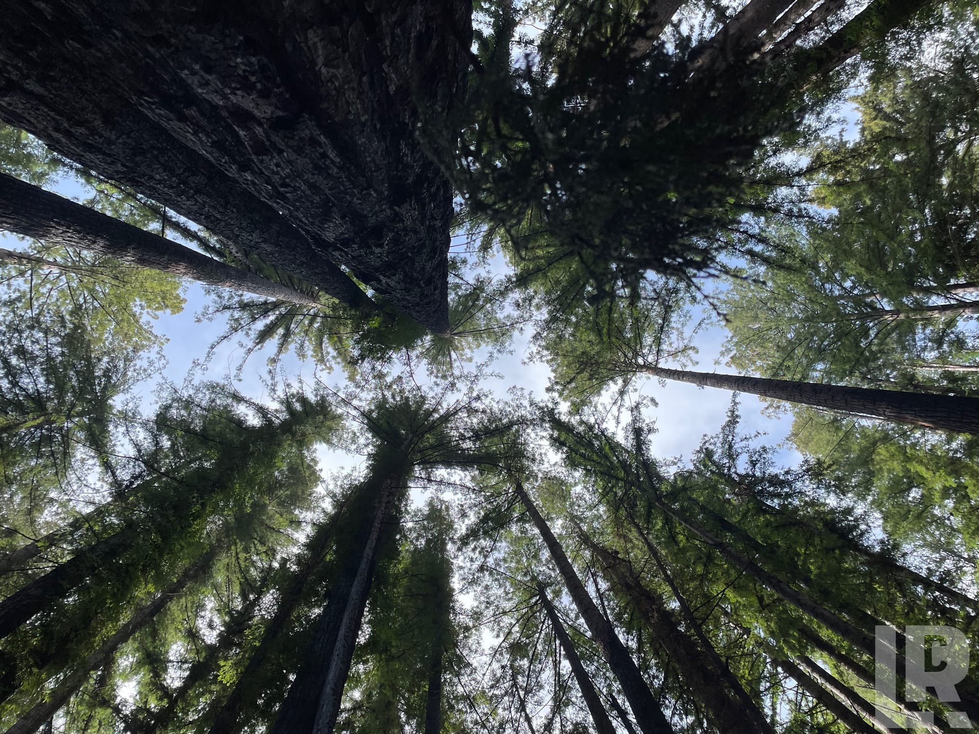 Looking up at towering redwood trees with green foliage framing a blue sky