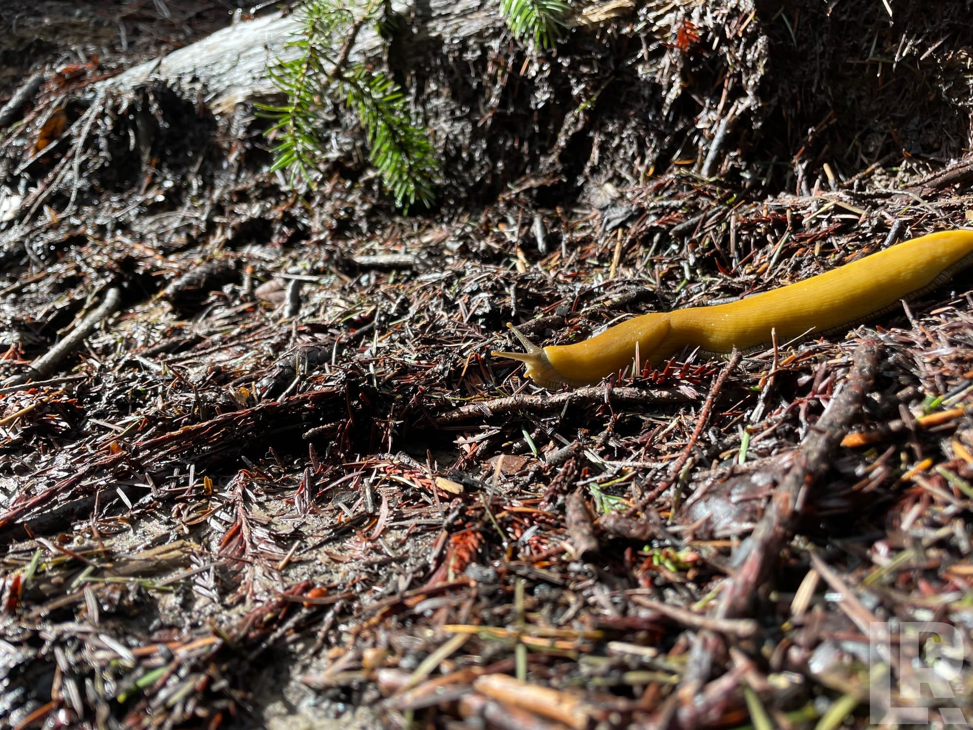 Yellow banana slug moving across forest floor debris