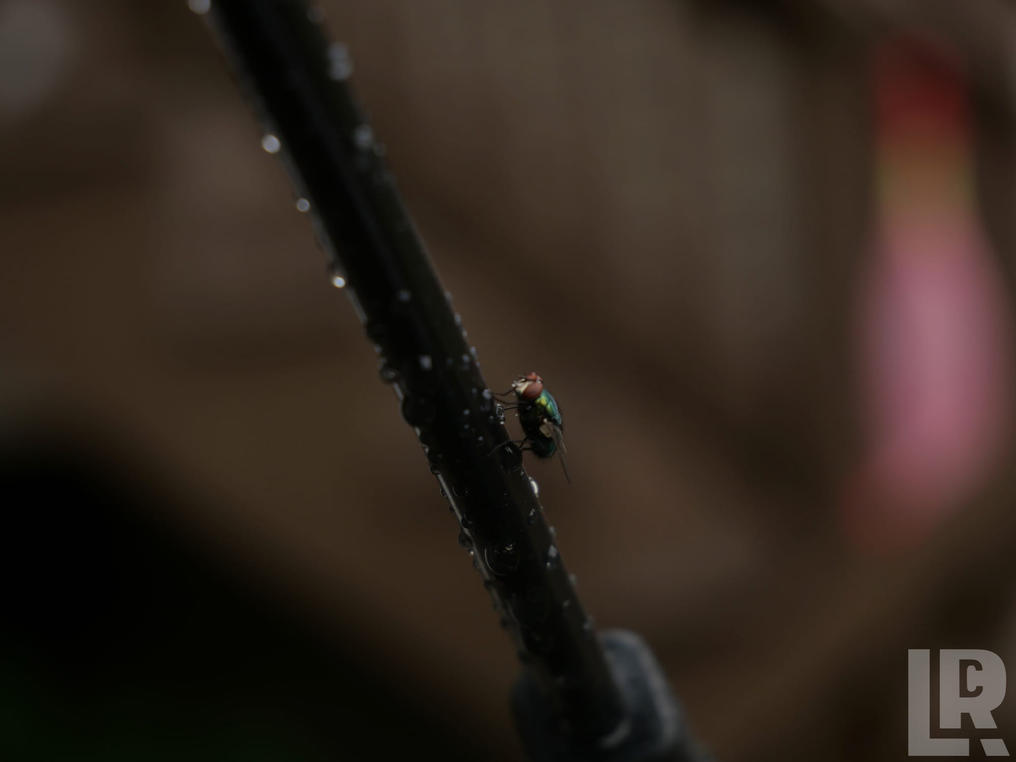 Close-up of a green bottle fly on a rain-wet twig