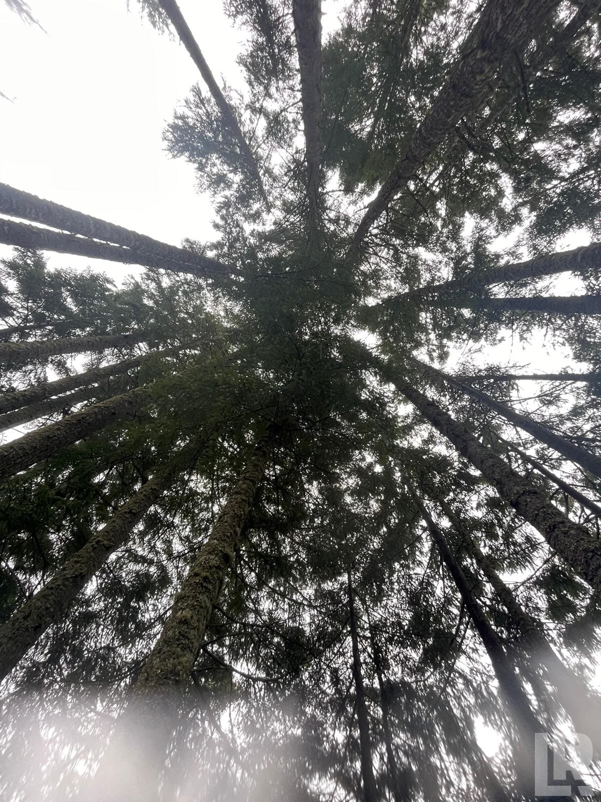 Looking up through tall foggy evergreen trees toward a white sky